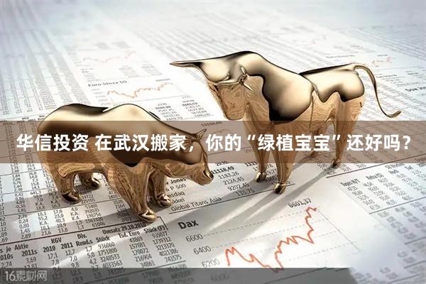 华信投资 在武汉搬家，你的“绿植宝宝”还好吗？